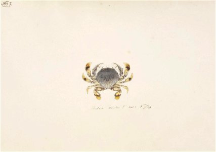 Naturalis Biodiversity Center - RMNH.ART.85 - Matuta lunaris - Kawahara Keiga - 1823 - 1829 - Siebold Collection - pencil drawing - water colour