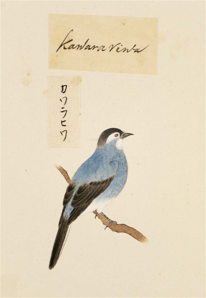 Naturalis Biodiversity Center - RMNH.ART.399 - Kawahara Keiga - 1823 - 1829 - Siebold Collection - pencil drawing - water colour