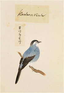 Naturalis Biodiversity Center - RMNH.ART.399 - Kawahara Keiga - 1823 - 1829 - Siebold Collection - pencil drawing - water colour