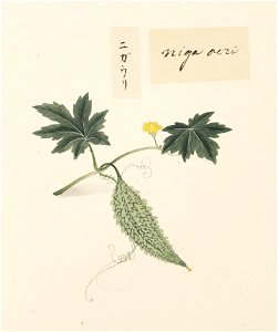 Naturalis Biodiversity Center - RMNH.ART.621 - Momordica charantia - Kawahara Keiga - 1823 - 1829 - Siebold Collection - pencil drawing - water colour