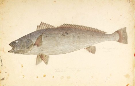 Naturalis Biodiversity Center - RMNH.ART.321 - Argyrosomus japonicus (Temminck) - Kawahara Keiga - 1823 - 1829 - Siebold Collection - pencil drawing - water colour