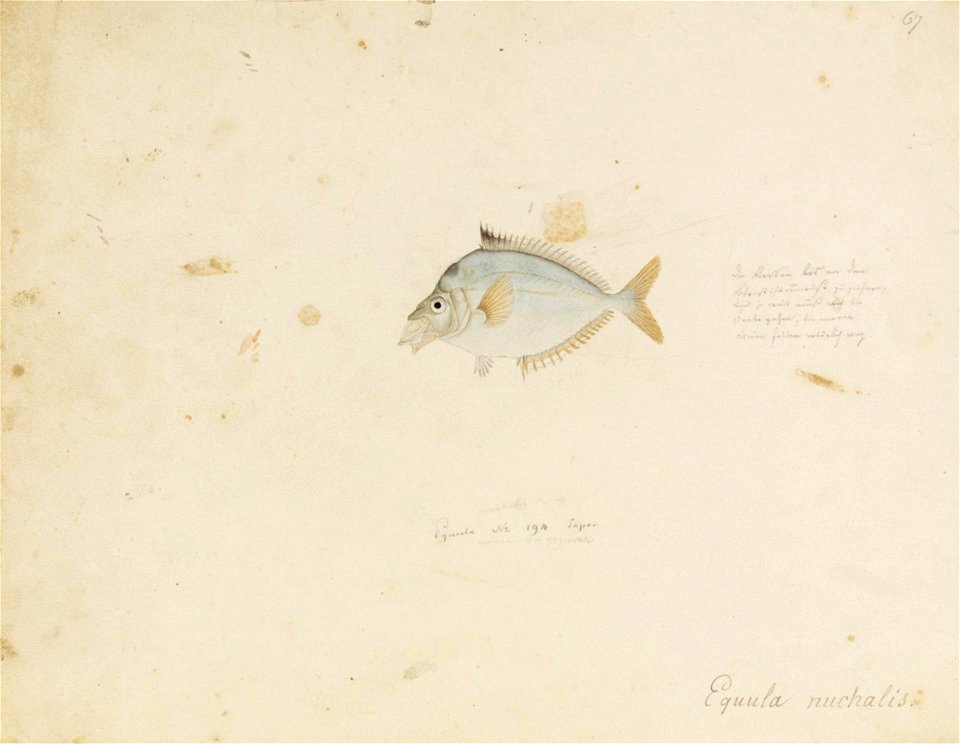Naturalis Biodiversity Center - RMNH.ART.629 - Leiognathus nuchalis (Temminck and Schlegel) - Kawahara Keiga - 1823 - 1829 - Siebold Collection - pencil drawing - water colour
