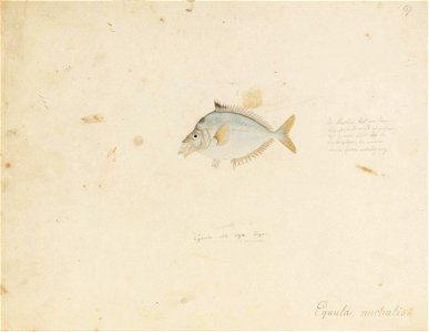 Naturalis Biodiversity Center - RMNH.ART.629 - Leiognathus nuchalis (Temminck and Schlegel) - Kawahara Keiga - 1823 - 1829 - Siebold Collection - pencil drawing - water colour