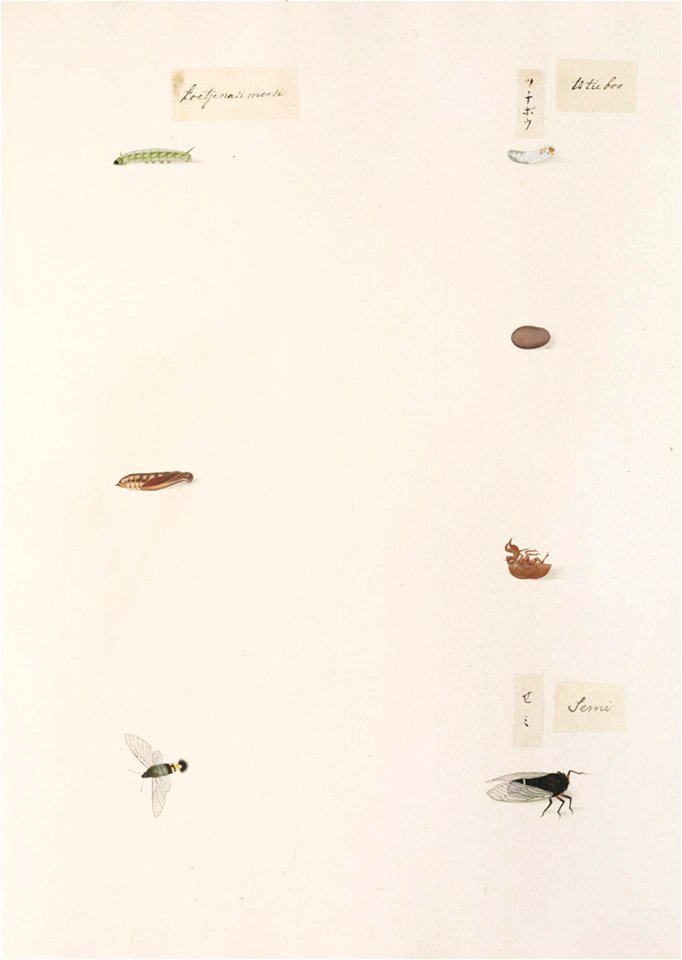 Naturalis Biodiversity Center - RMNH.ART.329 - Cryptotympana facialis - Kawahara Keiga - 1823 - 1829 - Siebold Collection - pencil drawing - water colour