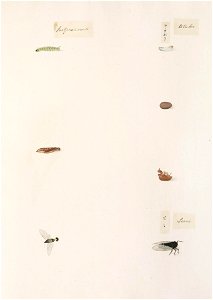Naturalis Biodiversity Center - RMNH.ART.329 - Cryptotympana facialis - Kawahara Keiga - 1823 - 1829 - Siebold Collection - pencil drawing - water colour