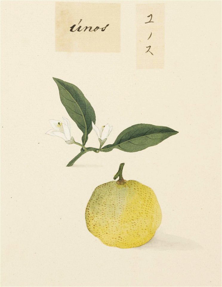 Naturalis Biodiversity Center - RMNH.ART.636 - Citrus junos - Kawahara Keiga - 1823 - 1829 - Siebold Collection - pencil drawing - water colour