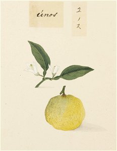 Naturalis Biodiversity Center - RMNH.ART.636 - Citrus junos - Kawahara Keiga - 1823 - 1829 - Siebold Collection - pencil drawing - water colour