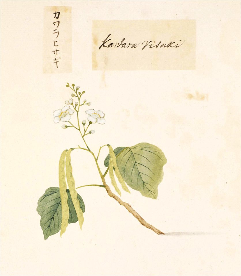 Naturalis Biodiversity Center - RMNH.ART.828 - Catalpa ovata - Kawahara Keiga - 1823 - 1829 - Siebold Collection - pencil drawing - water colour