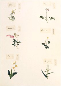 Naturalis Biodiversity Center - RMNH.ART.351-Rumex japonicus-Calanthe discolor-Oxalis corniculata-Dicentra spectabilis-Lathyrus japonicus japonicus-Kawahara Keiga-1823-1829-Siebold Collection-pencil drawing-water colour