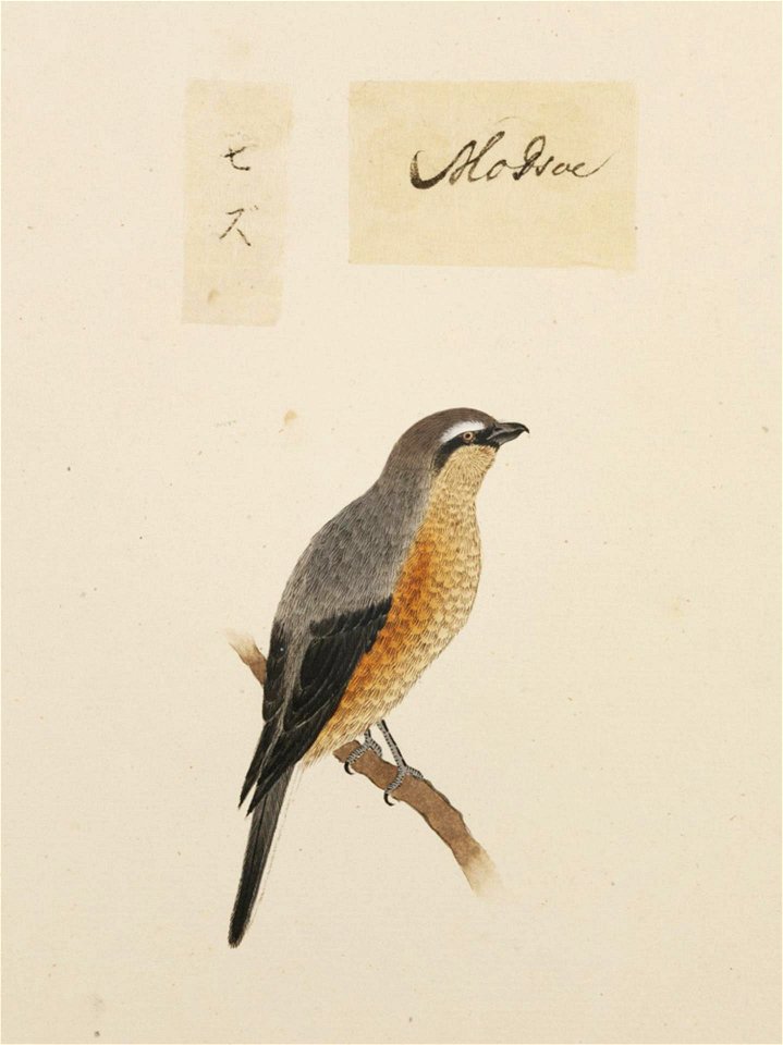 Naturalis Biodiversity Center - RMNH.ART.382 - Lanius bucephalus - Kawahara Keiga - 1823 - 1829 - Siebold Collection - pencil drawing - water colour