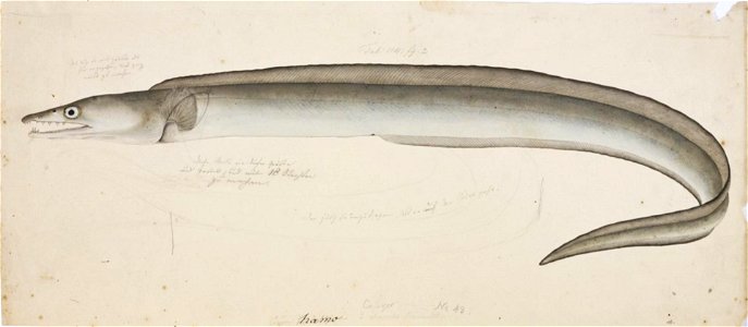 Naturalis Biodiversity Center - RMNH.ART.39 - Muraenesox cinereus (Forsskål) - Kawahara Keiga - 1823 - 1829 - Siebold Collection - pencil drawing - water colour. Free illustration for personal and commercial use.