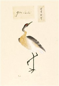 Naturalis Biodiversity Center - RMNH.ART.457 - Nycticorax nycticorax - Kawahara Keiga - 1823 - 1829 - Siebold Collection - pencil drawing - water colour