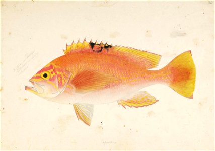 Naturalis Biodiversity Center - RMNH.ART.377 - Caprodon schlegeli (Gunther) - Kawahara Keiga - 1823 - 1829 - Siebold Collection - pencil drawing - water colour