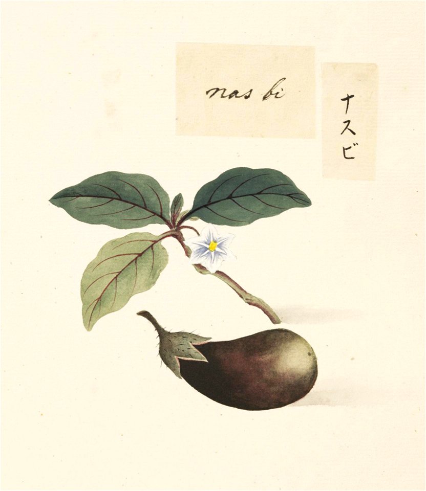 Naturalis Biodiversity Center - RMNH.ART.622 - Solanum melongena - Kawahara Keiga - 1823 - 1829 - Siebold Collection - pencil drawing - water colour