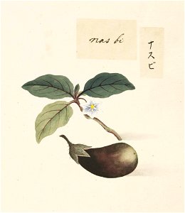Naturalis Biodiversity Center - RMNH.ART.622 - Solanum melongena - Kawahara Keiga - 1823 - 1829 - Siebold Collection - pencil drawing - water colour