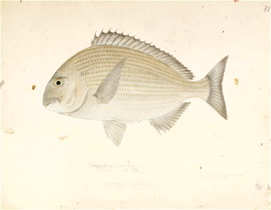 Naturalis Biodiversity Center - RMNH.ART.388 - Sparus sarba (Forsskål) - Kawahara Keiga - 1823 - 1829 - Siebold Collection - pencil drawing - water colour. Free illustration for personal and commercial use.