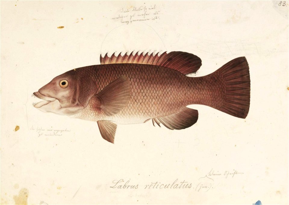 Naturalis Biodiversity Center - RMNH.ART.877 - Semicossyphus reticulatus (Valenciennes) - Kawahara Keiga - 1823 - 1829 - Siebold Collection - pencil drawing - water colour