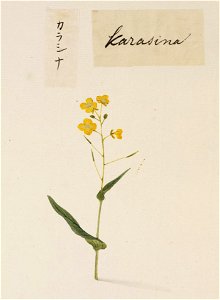 Naturalis Biodiversity Center - RMNH.ART.711 - Brassica juncea - Kawahara Keiga - 1823 - 1829 - Siebold Collection - pencil drawing - water colour
