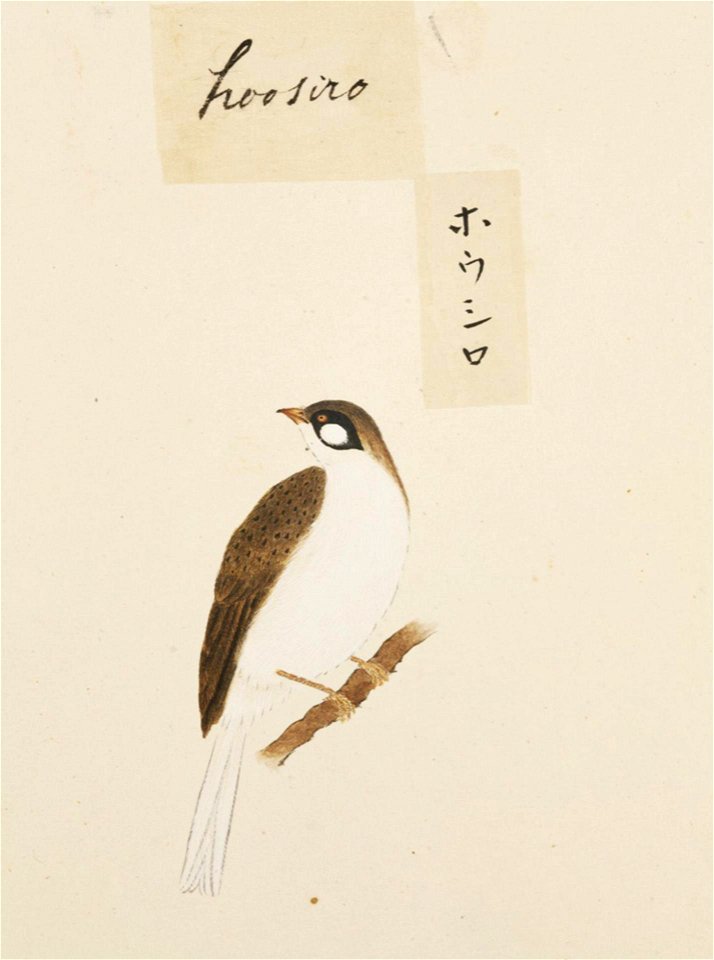 Naturalis Biodiversity Center - RMNH.ART.418 - Emberiza cioides - Kawahara Keiga - 1823 - 1829 - Siebold Collection - pencil drawing - water colour
