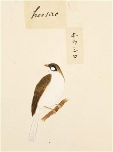 Naturalis Biodiversity Center - RMNH.ART.418 - Emberiza cioides - Kawahara Keiga - 1823 - 1829 - Siebold Collection - pencil drawing - water colour
