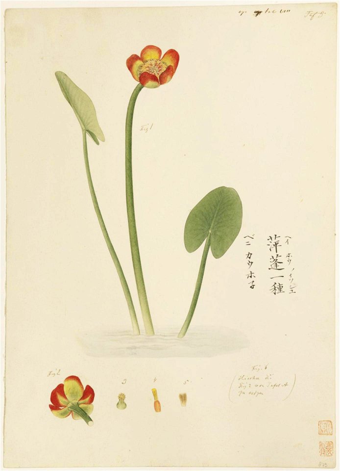 Naturalis Biodiversity Center - RMNH.ART.891 - Nuphar japonicum - Kawahara Keiga - 1823 - 1829 - Siebold Collection - pencil drawing - water colour