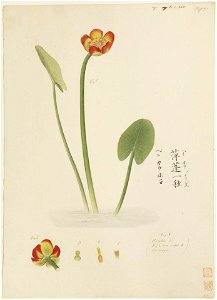 Naturalis Biodiversity Center - RMNH.ART.891 - Nuphar japonicum - Kawahara Keiga - 1823 - 1829 - Siebold Collection - pencil drawing - water colour
