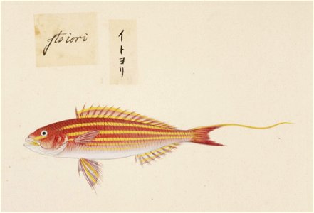 Naturalis Biodiversity Center - RMNH.ART.482 - Nemipterus virgatus - Kawahara Keiga - 1823 - 1829 - Siebold Collection - pencil drawing - water colour. Free illustration for personal and commercial use.
