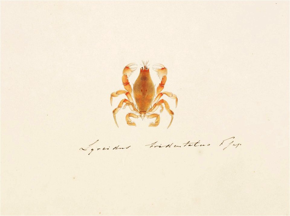 Naturalis Biodiversity Center - RMNH.ART.95 - Lyreidus brevifrons - Kawahara Keiga - 1823 - 1829 - Siebold Collection - pencil drawing - water colour