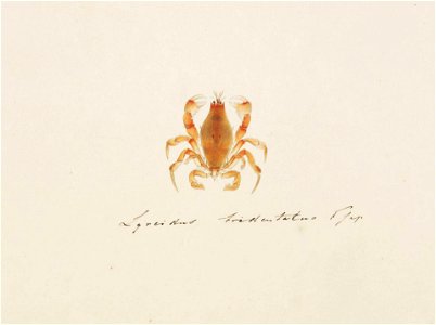 Naturalis Biodiversity Center - RMNH.ART.95 - Lyreidus brevifrons - Kawahara Keiga - 1823 - 1829 - Siebold Collection - pencil drawing - water colour