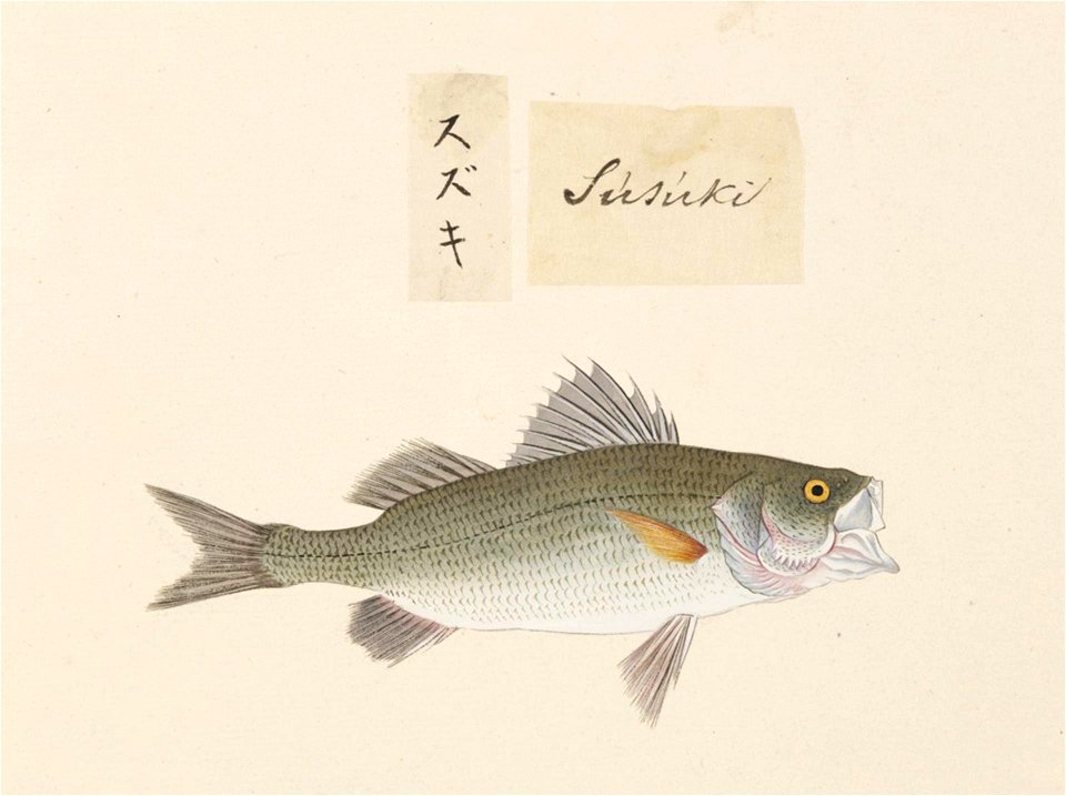 Naturalis Biodiversity Center - RMNH.ART.497 - Lateolabrax japonicus (Cuvier) - Kawahara Keiga - 1823 - 1829 - Siebold Collection - pencil drawing - water colour