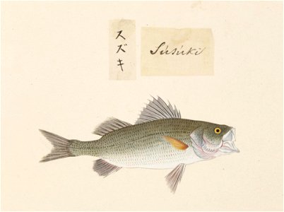 Naturalis Biodiversity Center - RMNH.ART.497 - Lateolabrax japonicus (Cuvier) - Kawahara Keiga - 1823 - 1829 - Siebold Collection - pencil drawing - water colour