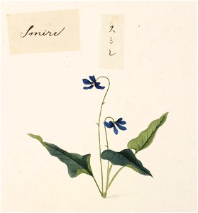 Naturalis Biodiversity Center - RMNH.ART.718 - Viola mandshurica - Kawahara Keiga - 1823 - 1829 - Siebold Collection - pencil drawing - water colour