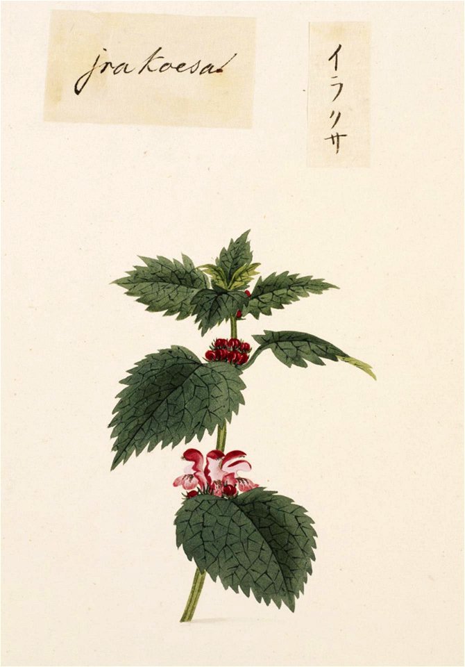 Naturalis Biodiversity Center - RMNH.ART.736 - Urtica thunbergiana - Kawahara Keiga - 1823 - 1829 - Siebold Collection - pencil drawing - water colour
