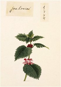 Naturalis Biodiversity Center - RMNH.ART.736 - Urtica thunbergiana - Kawahara Keiga - 1823 - 1829 - Siebold Collection - pencil drawing - water colour