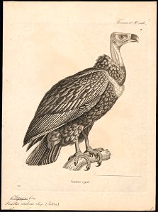 Otogyps calvus - 1700-1880 - Print - Iconographia Zoologica - Special Collections University of Amsterdam - UBA01 IZ18100059