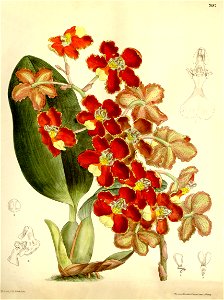Otoglossum brevifolium (as Odontoglossum brevifolium) - Curtis' 125 (Ser. 3 no. 55) pl. 7687 (1899)
