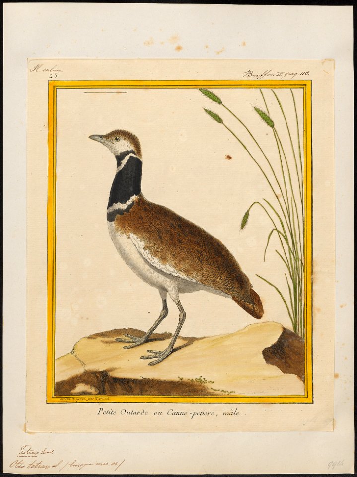 Otis tetrax - 1700-1880 - Print - Iconographia Zoologica - Special Collections University of Amsterdam - UBA01 IZ17200019