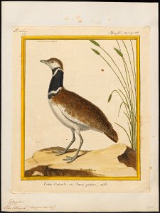 Otis tetrax - 1700-1880 - Print - Iconographia Zoologica - Special Collections University of Amsterdam - UBA01 IZ17200019