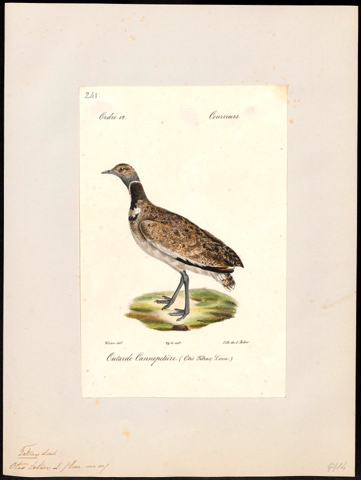 Otis tetrax - 1842-1848 - Print - Iconographia Zoologica - Special Collections University of Amsterdam - UBA01 IZ17200027