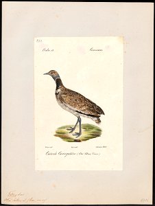 Otis tetrax - 1842-1848 - Print - Iconographia Zoologica - Special Collections University of Amsterdam - UBA01 IZ17200027
