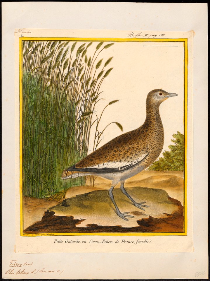 Otis tetrax - 1700-1880 - Print - Iconographia Zoologica - Special Collections University of Amsterdam - UBA01 IZ17200021