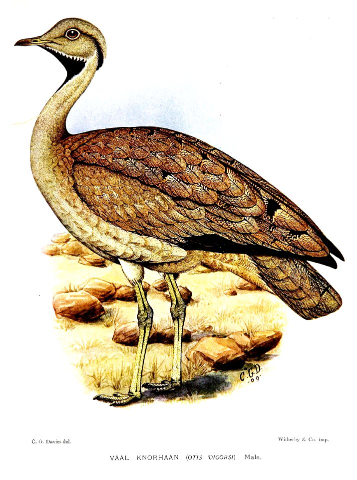 OtisVigorsiDavies