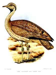OtisVigorsiDavies
