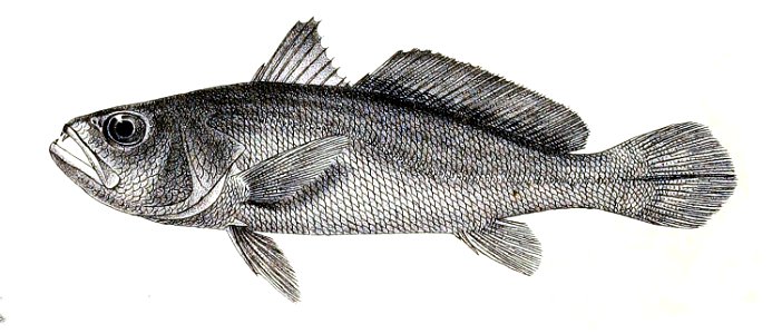 Otolithus argenteus Ford 45