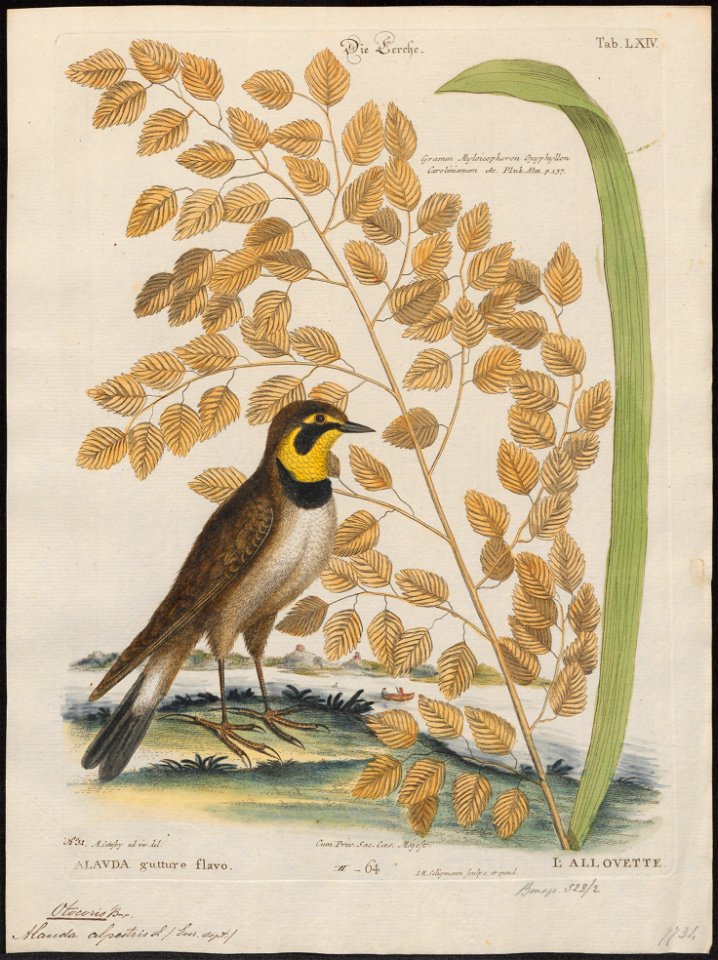 Otocoris alpestris - 1700-1880 - Print - Iconographia Zoologica - Special Collections University of Amsterdam - UBA01 IZ16100313
