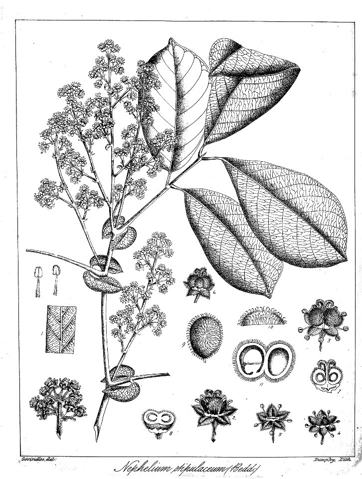 Otonephelium stipulaceum Govindoo