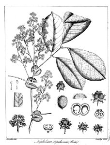 Otonephelium stipulaceum Govindoo