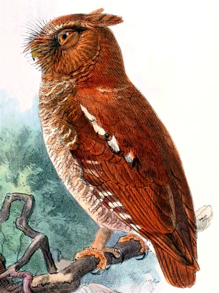 Otus alfredi 2