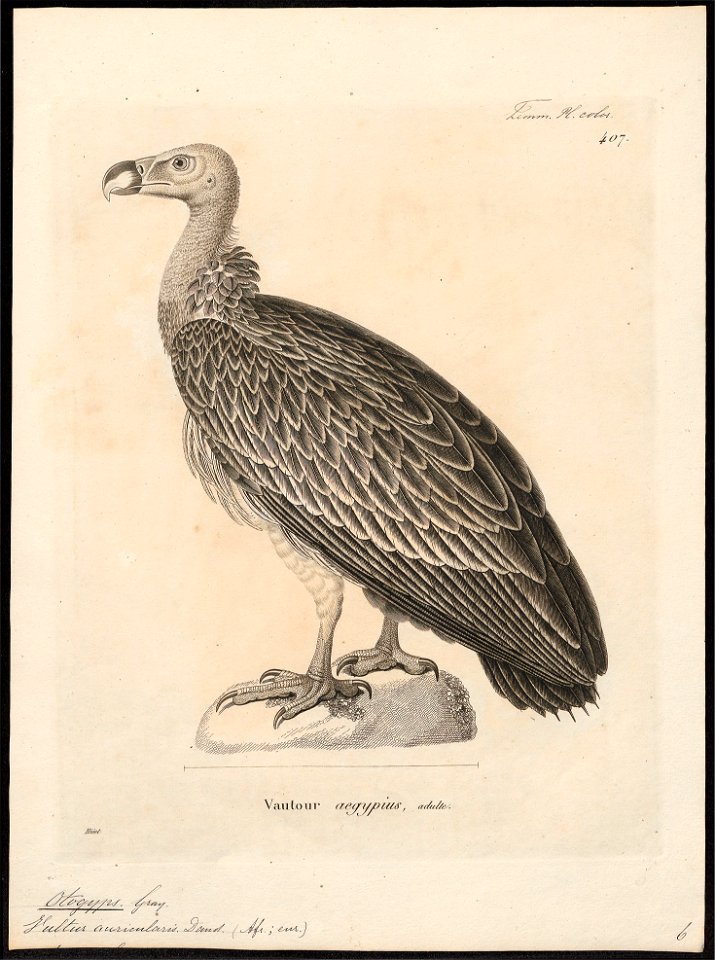 Otogyps nubicus - 1700-1880 - Print - Iconographia Zoologica - Special Collections University of Amsterdam - UBA01 IZ18100055
