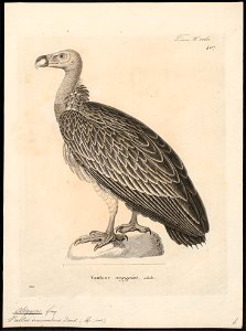 Otogyps nubicus - 1700-1880 - Print - Iconographia Zoologica - Special Collections University of Amsterdam - UBA01 IZ18100055